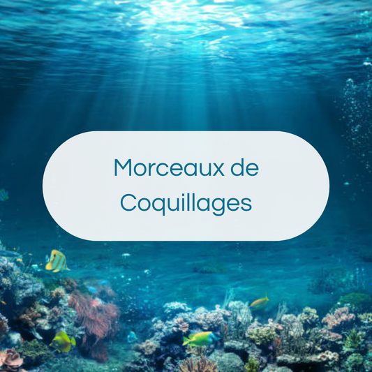 Morceaux de Coquillages